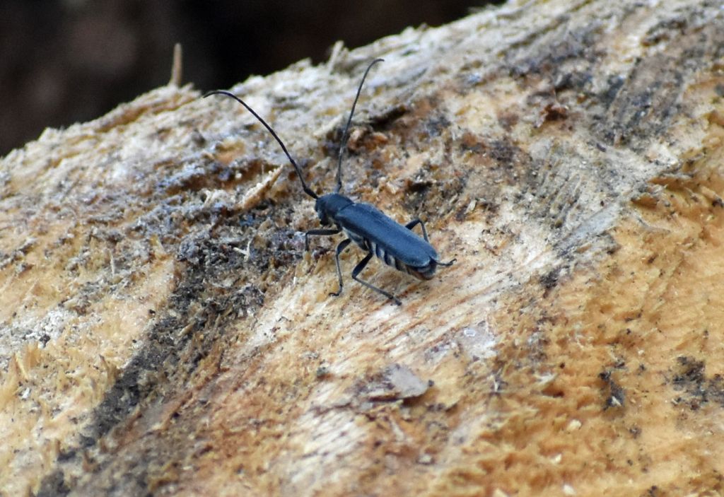 Cerambycidae: Stenostola ferrea, maschio